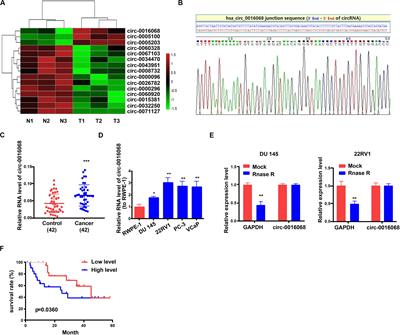 Circular RNA circ-0016068 Promotes the Growth, Migration, and Invasion of Prostate Cancer Cells by Regulating the miR-330-3p/BMI-1 Axis as a Competing Endogenous RNA